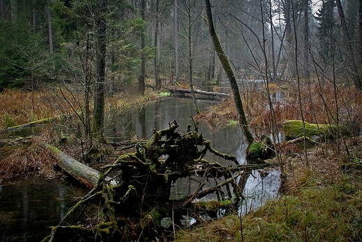 Rzeka Kamionka w Wigierskim Parku Narodowym.