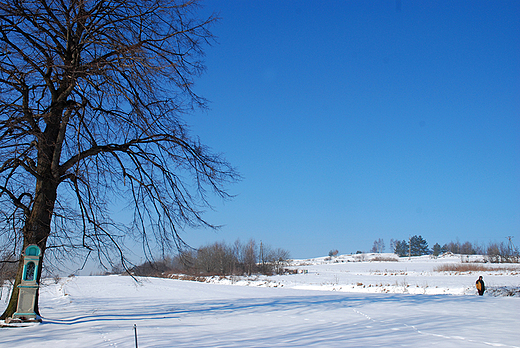 Korczyna - pola