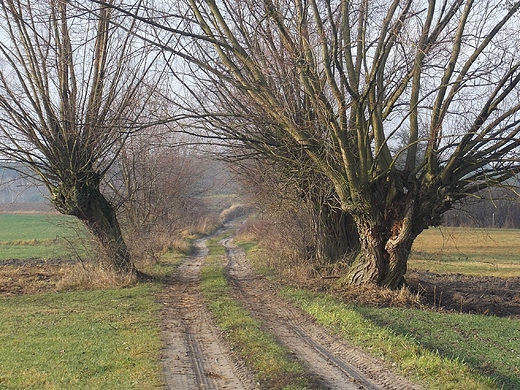 Szczypiorno. Droga wrd wierzb.