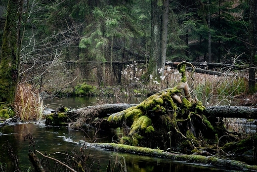 Dziewicza przyroda nad rzek Kamionka.