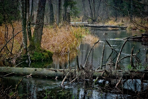 Rzeka Kamionka w rezerwacie Wigierskiego Parku Narodowego.