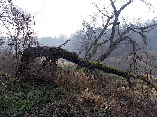 Szczypiorno. Styczniowy poranek nad Wkr.