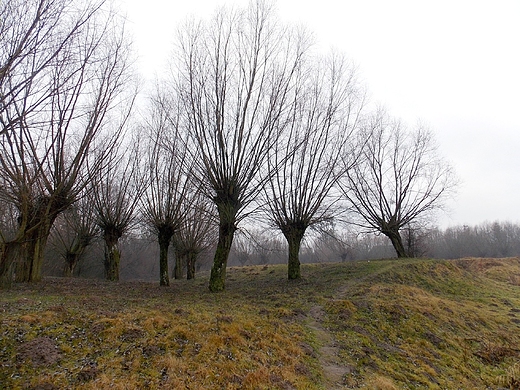 Szczypiorno. Wierzby nad Wkr.