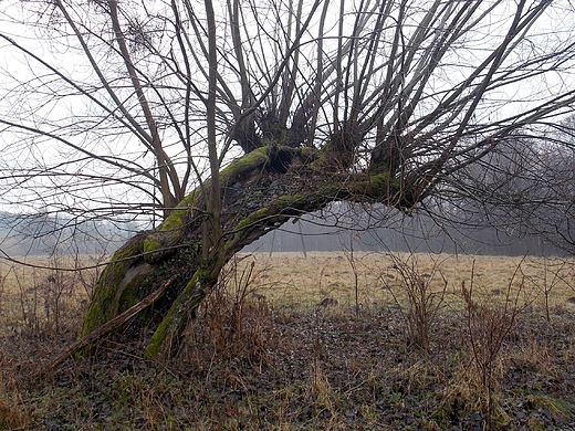 Szczypiorno. Stara wierzba nad Wkr.