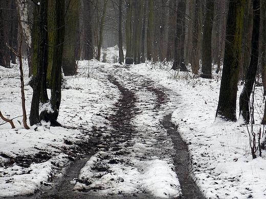 Kanie Helenowskie. Droga przez las.