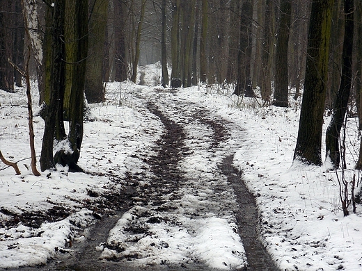 Kanie Helenowskie. Droga przez las.