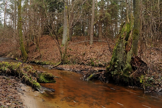 Rezerwat Szum. Jesienno-wiosenne obrazki.