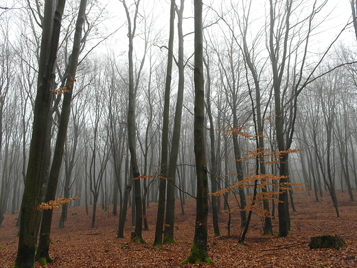 Puszcza barlinecka mg spowita