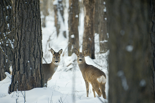 Srenki sfotografowane w okolicach Dobarza. Biebrzaski Park Narodowy