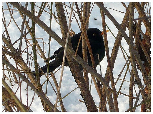 Kos (Turdus merula) w ukryciu. Pionki