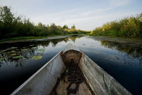 Narew