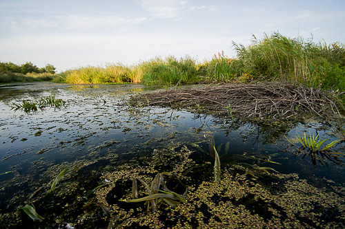 Narew