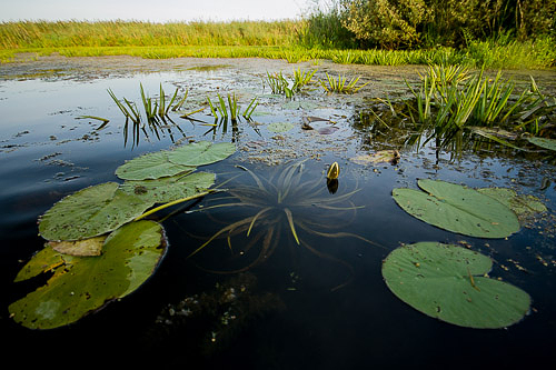 Narew