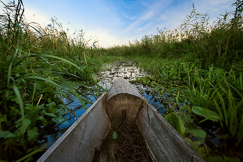 Narew