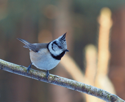 Sikora czubatka Parus cristatus