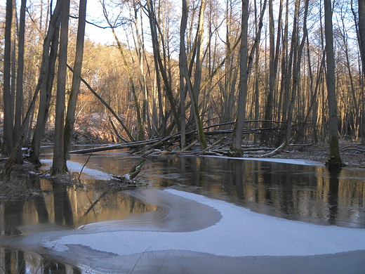 Rzeka Drawa - Drawieski Park Narodowy - zima