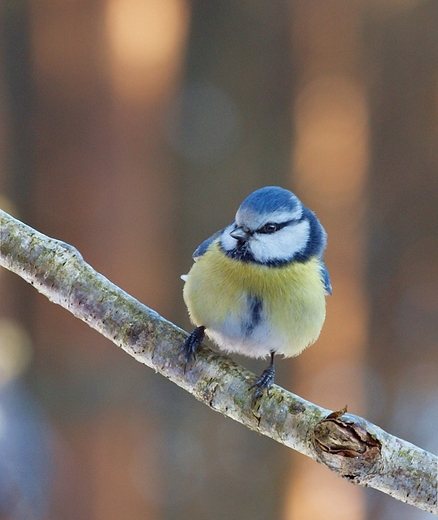 Sikora modra  Parus caeruleus