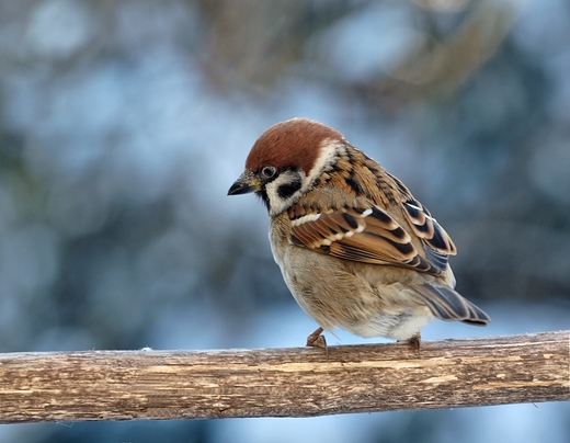 Wrbel mazurek Passer montanus