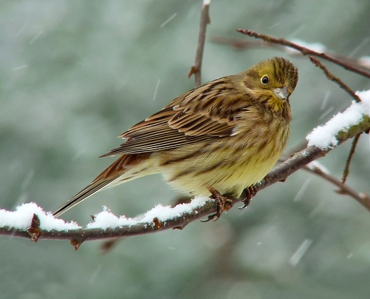 Trznadel  Emberiza citrinella