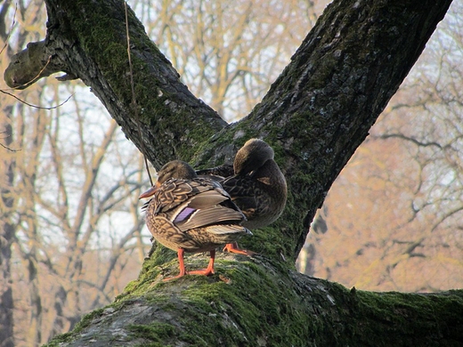 Nad rzeczk opodal krzaczka...