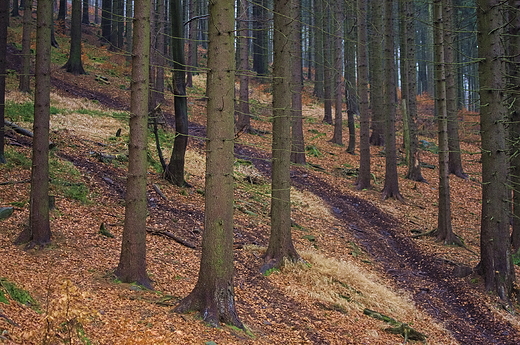 Las niedaleko Przeczy Jugowskiej