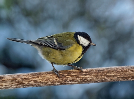 Sikora bogatka  Parus major