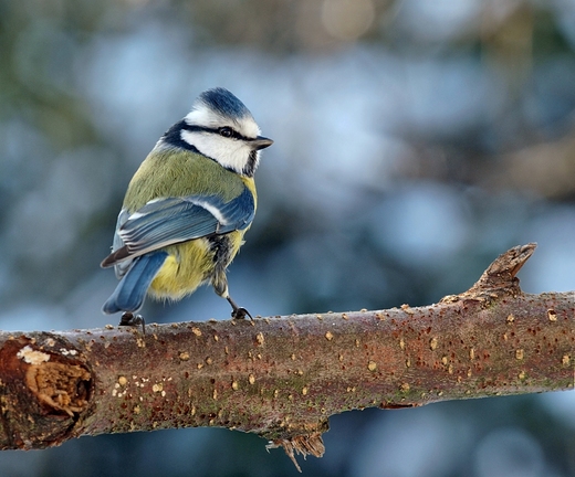 Sikora modra  Parus caeruleus