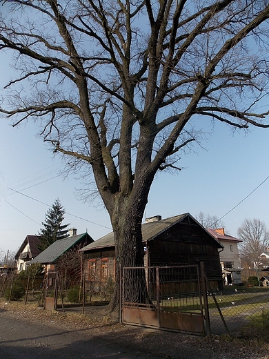 Sulejwek. Db - pomnik przyrody przy ul. Kraszewskiego.