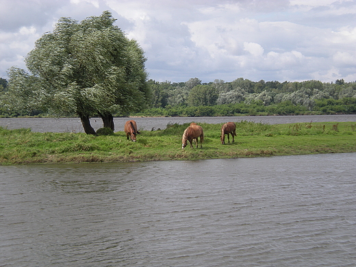 ki nad Wis. Kamion