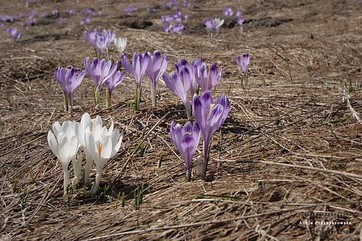 Krokusy