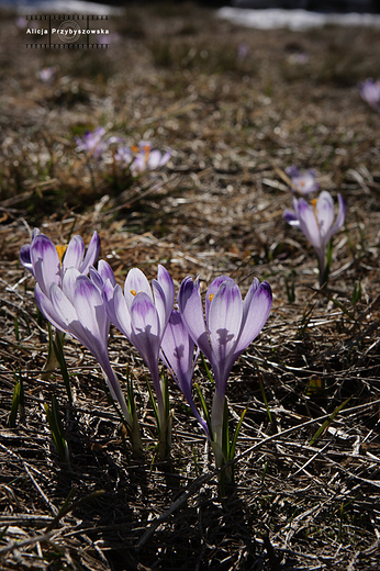 Krokusy