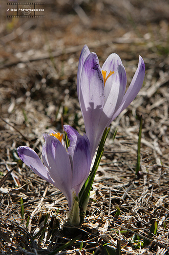 Krokusy