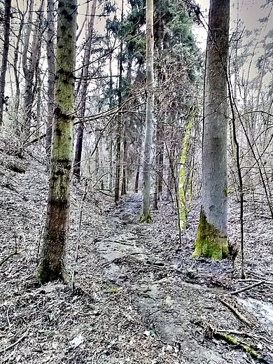 Lasy Pomiechowskie.