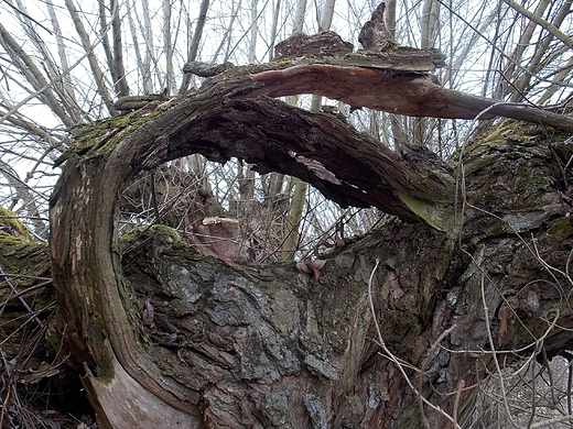 Szczypiorno. Fragment starej wierzby.