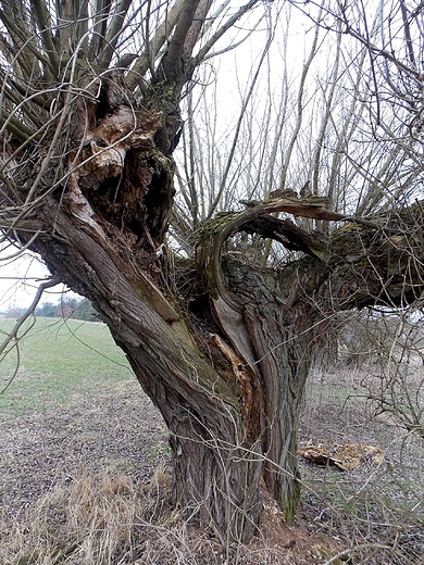 Szczypiorno. Stara wierzba.