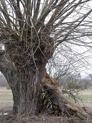 Szczypiorno. Stara wierzba.