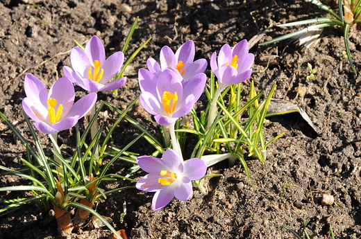 Krokusy