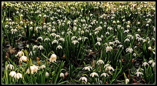 Krnik - arboretum