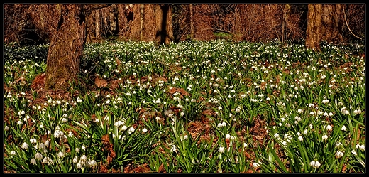 Krnik - arboretum