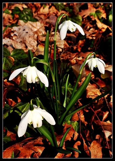 Krnik - arboretum