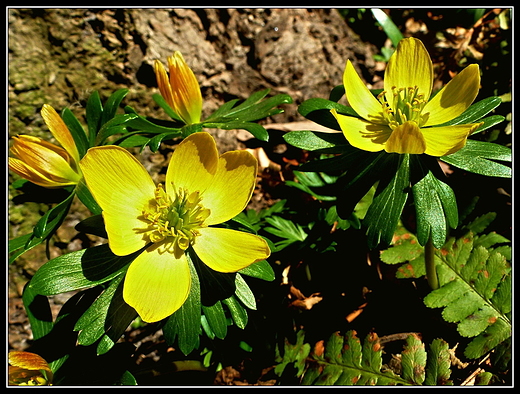 Krnik - arboretum