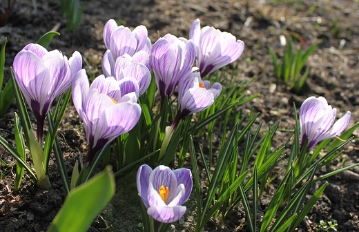 Krokusy