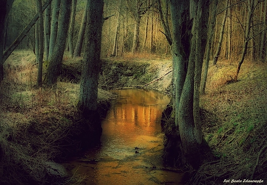 Las na Podlasiu