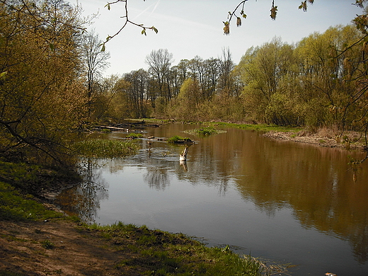 Rzeka wider w okolicach Otwocka