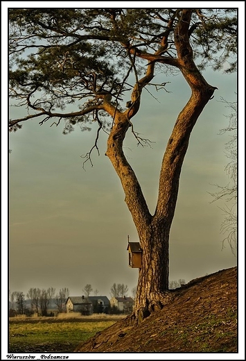 Wieruszw - kapliczka na drzewie obok kocia w. Rocha