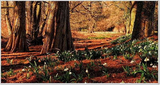 Krnik - arboretum