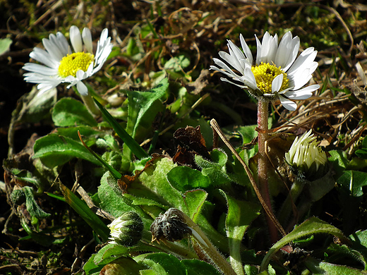 Stokrotka pospolita Bellis perennis. ki u podna Policy.