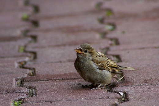 Mody passer domesticus