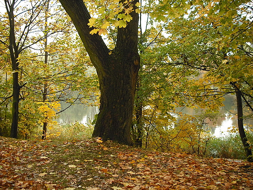 Park Szczliwicki w Warszawie