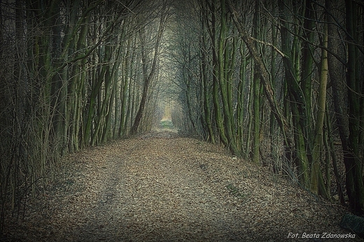 Las na Podlasiu